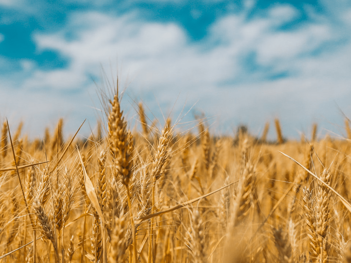 Inbjudan: Stilleståndsdagen den 11 november kl. 16.00